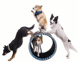 More Info for Mutts Gone Nuts – Enleashed!